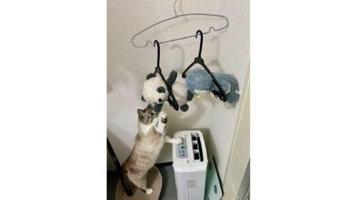 ぬいぐるみに手を伸ばす猫