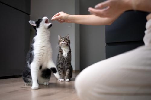 猫のヤキモチ