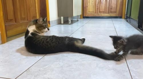 しっぽにじゃれる子猫