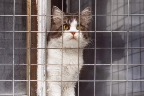 ワイヤーネットがついた窓から外を見る猫