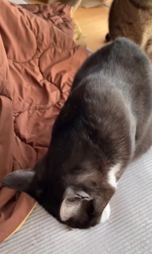 おやつを食べる猫