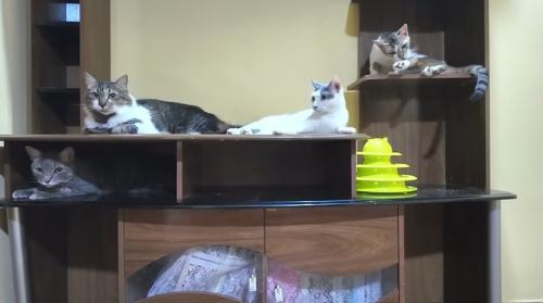 棚でくつろぐ4匹の猫