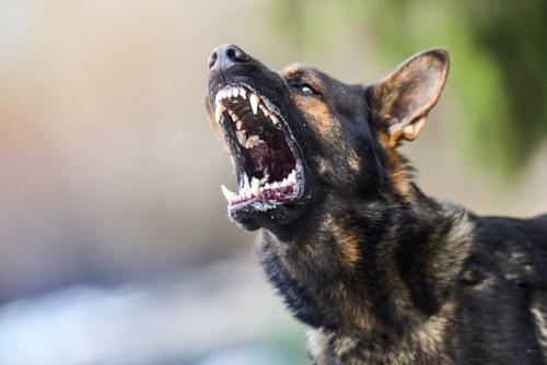 狂暴な大型犬