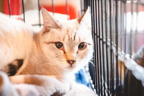 ケージの中にいる猫