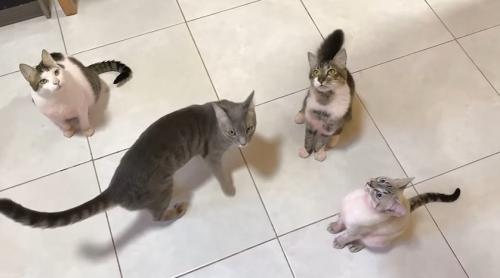 見上げる4匹の猫