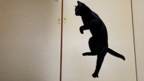 ジャンプしている猫