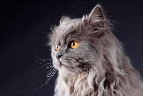 ペルシャ猫の横顔アップ