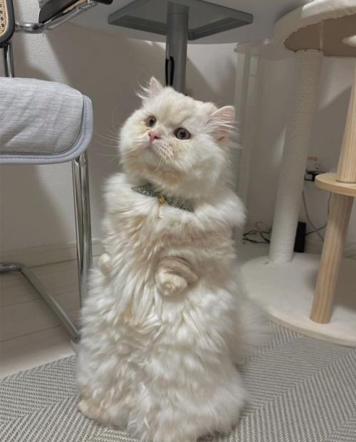 後ろ足で立ち上がっている猫