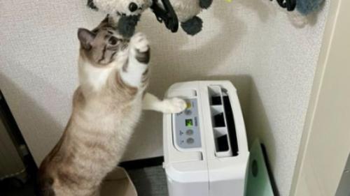 ぬいぐるみに手を伸ばす猫