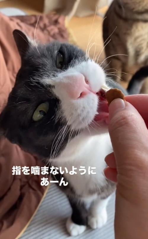 噛もうとしない猫