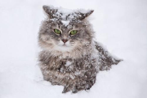 雪の中にたたずむ猫