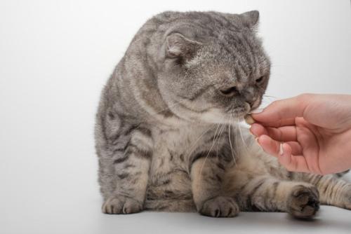 投薬される猫