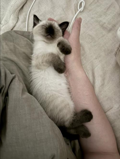 エビフライの様な寝姿