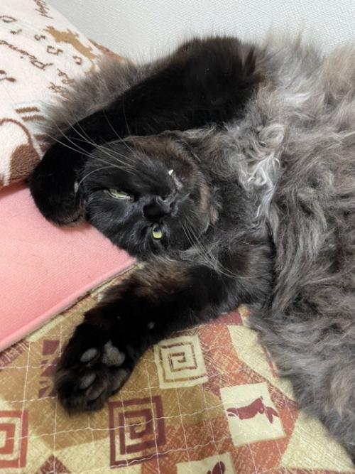 仰向けの猫