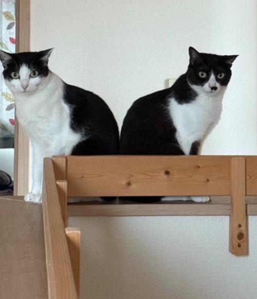 こちらを見つめる2匹の猫