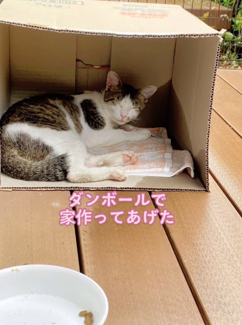 段ボールハウスの中でくつろぐ猫