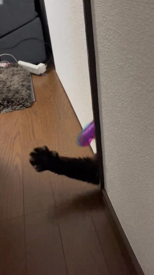 猫の前足