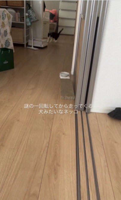 歩いている猫