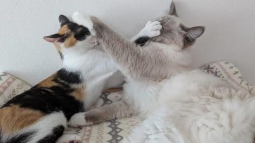じゃれあっている猫たち