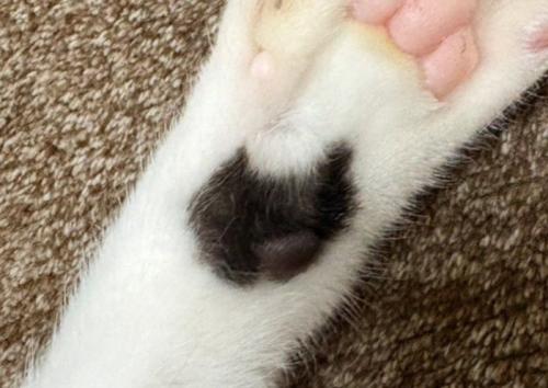 黒猫の模様
