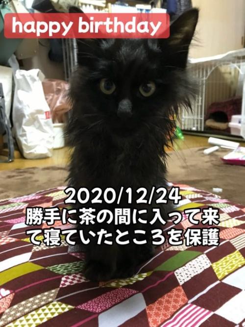 座る子猫