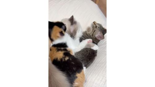 室内にいる猫たち