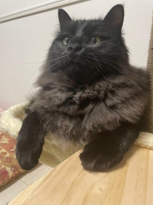 ハンモックに乗る猫