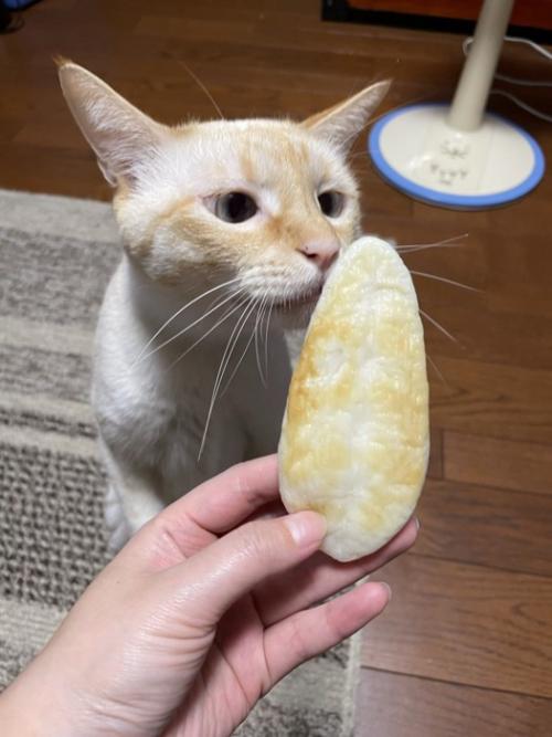 笹かまぼこと猫