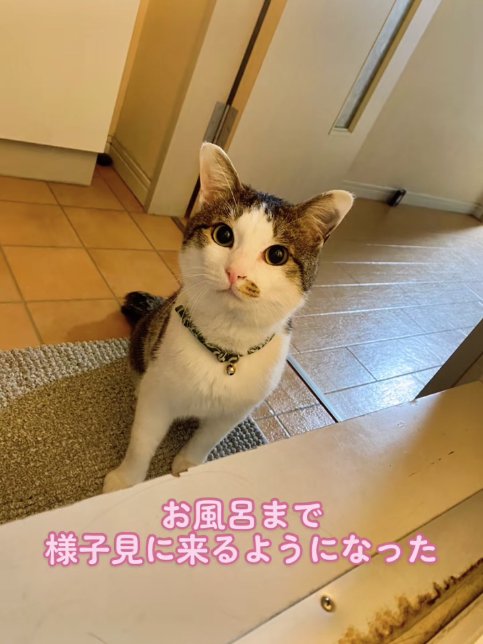 お風呂のドアのそばでお座りをしているカメラ目線の猫