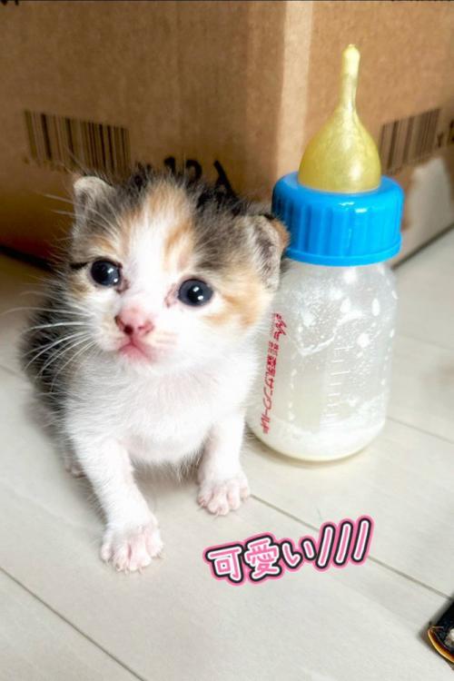 哺乳瓶と並ぶ子猫