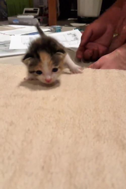 カメラに向かって歩く子猫