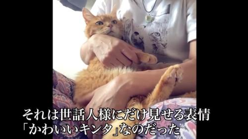 抱っこされる猫