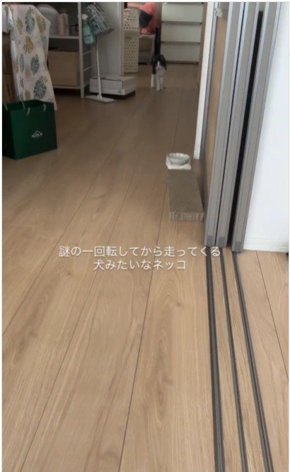歩いている猫