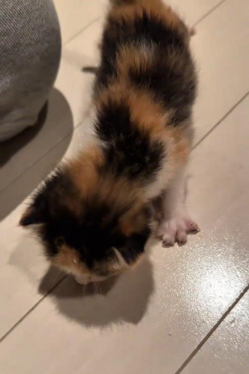 下を見ている子猫