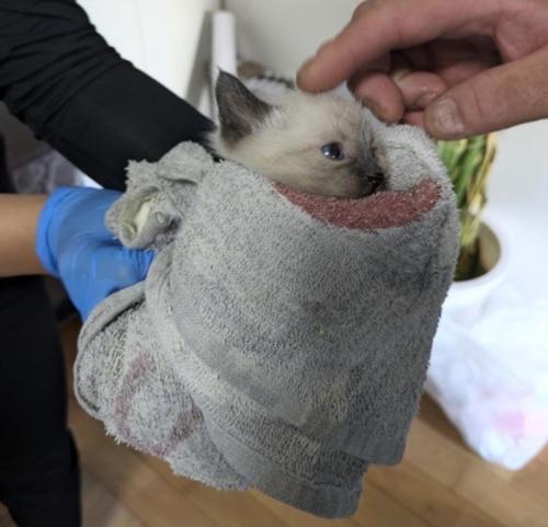 タオルに包まれた子猫