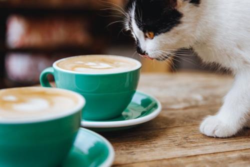 飲み物に顔を近づける猫