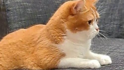 ソファーでくつろいでいた猫