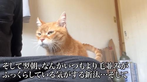 人の隣に立つ猫
