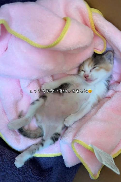 仰向けで寝る子猫