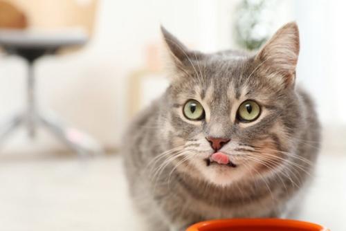 ごはんを食べる猫