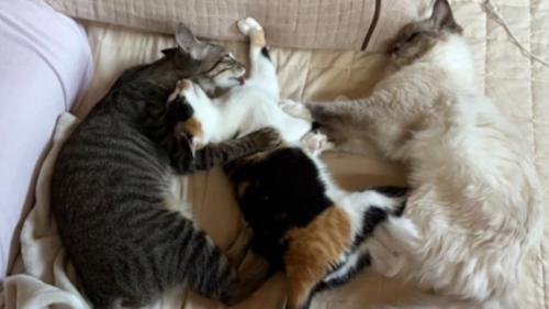 寝ている猫たち