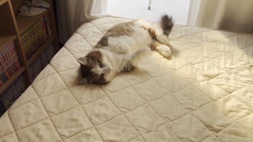 ベッドでゴロゴロ