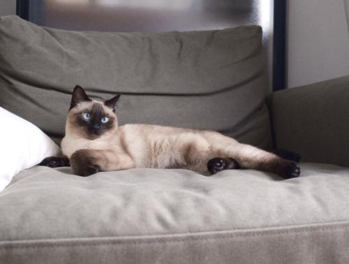 ソファの上で休む猫