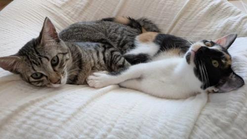寝ている猫たち