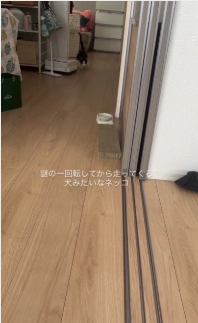 走っている猫