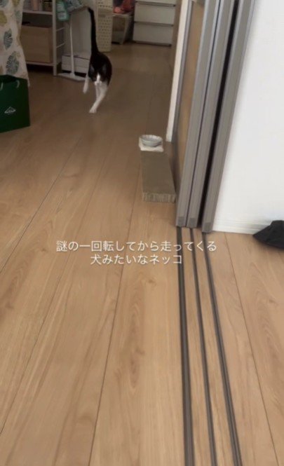 走っている猫