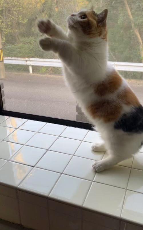 電気の紐に前足を伸ばす猫