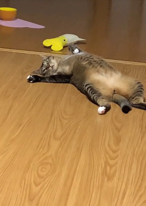 目を開ける猫