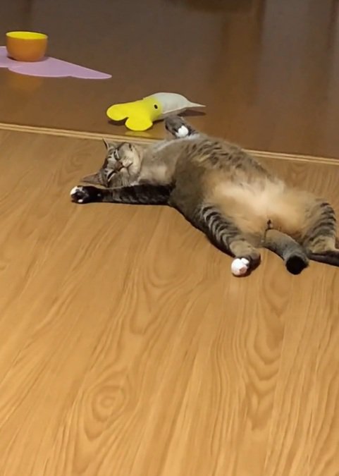 眠そうな猫