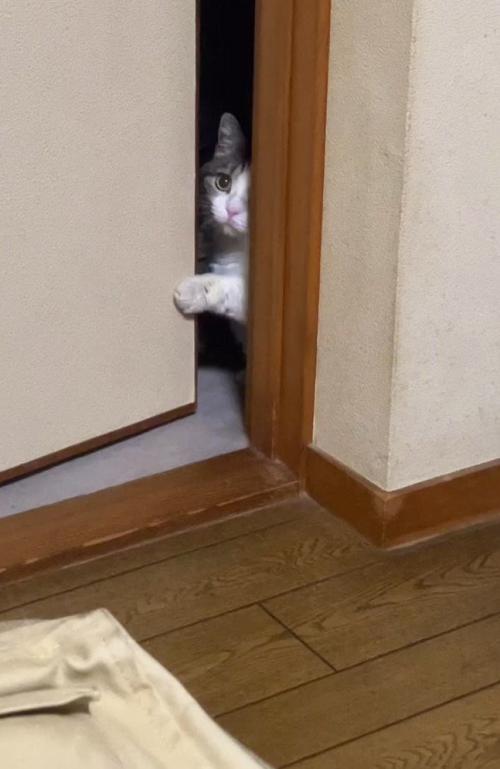 ドアの隙間から顔を出す猫